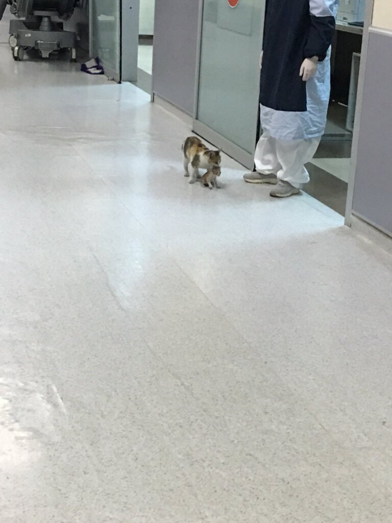 Se vuelve viral en las redes una gata que llevó a su cría a al hospital 37