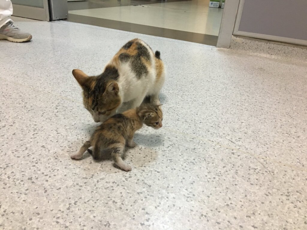 Se vuelve viral en las redes una gata que llevó a su cría a al hospital 39