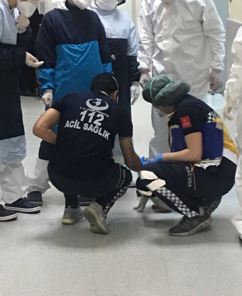 Se vuelve viral en las redes una gata que llevó a su cría a al hospital 38