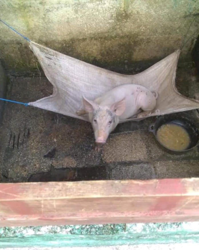 Cerdito cubano durmiendo en una hamaca se vuelve viral en las redes sociales 1