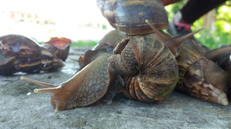 Reaparece el caracol gigante africano en Las Tunas 52