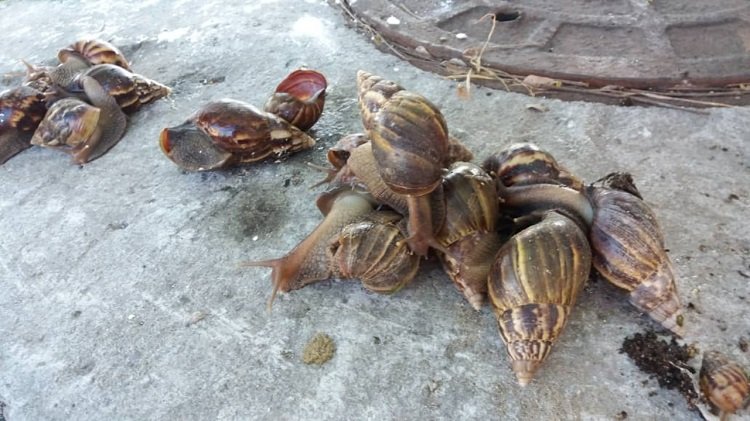 Reaparece el caracol gigante africano en Las Tunas 51