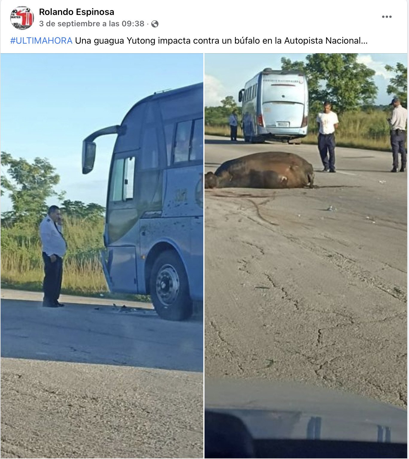 Ómnibus de pasaje impacta contra un búfalo en la Autopista Nacional 12