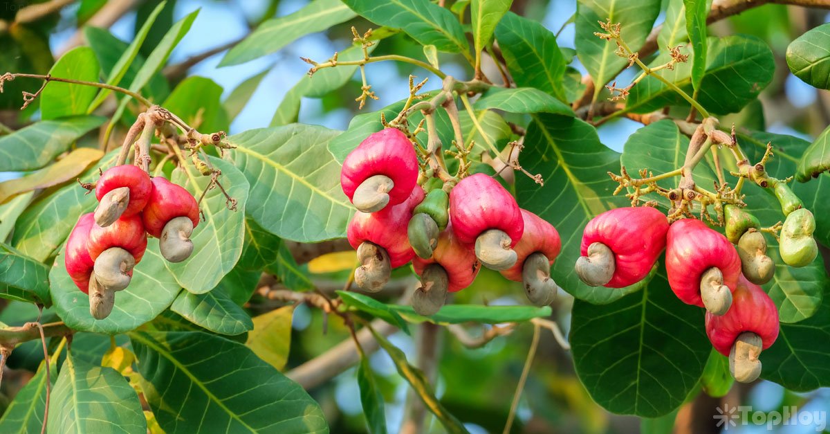 9 propiedades del marañon: La fruta de la memoria