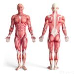 musculos del cuerpo humano