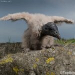 cria del condor andino