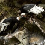 pareja de condor andino