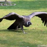 condor andino en tierra