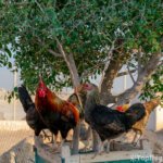 gallo con gallinas